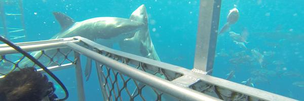 BevtNZ Profile Banner