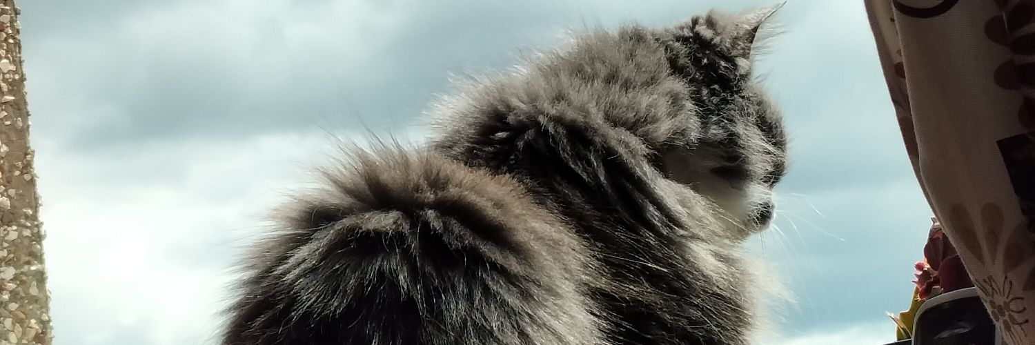 Cuddles_Catnip's profile banner image