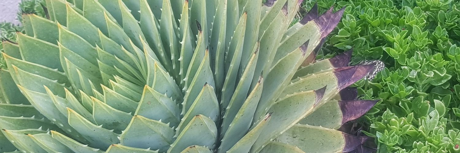 Dr Catherine Lephoto 🇿🇦 🇱🇸 🇺🇸 🇬🇭 banner