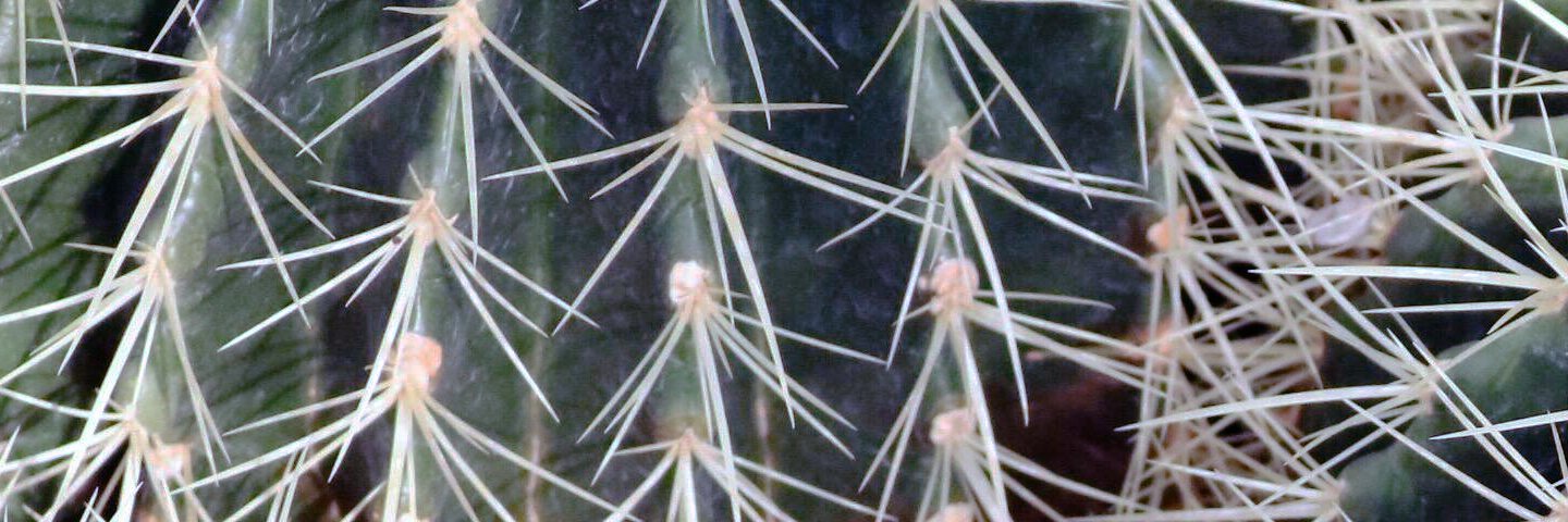 CactusfaceJay banner