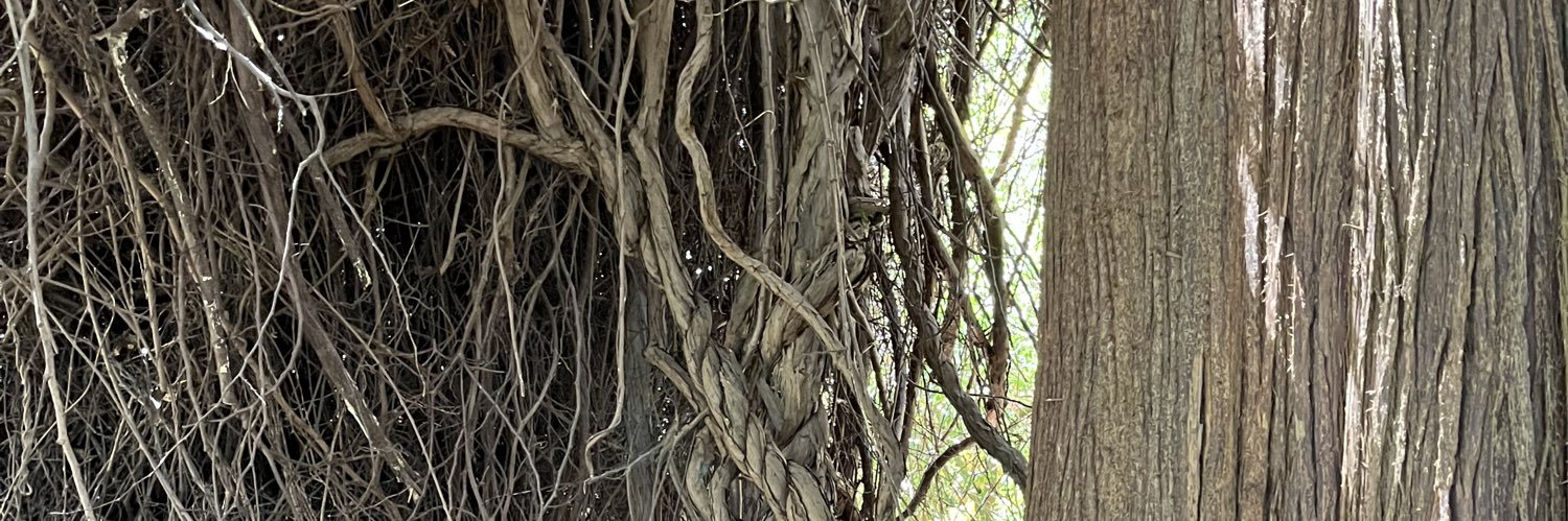 Mushrooms Are Alien banner