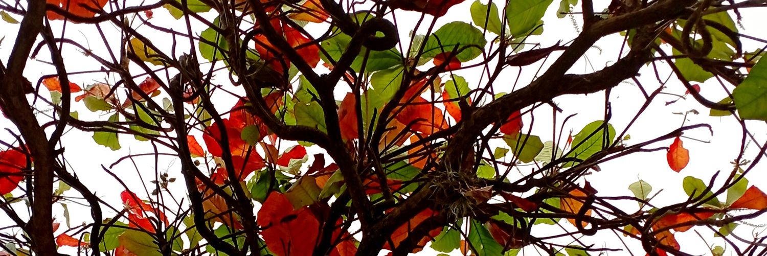 Juliana Uscátegui banner