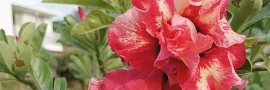 Rodrigo Devia Trujillo banner