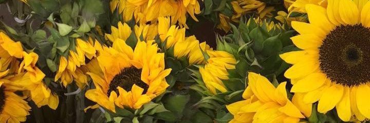 mamansunflow's profile banner image
