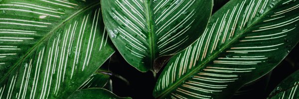 chorock1225 Profile Banner