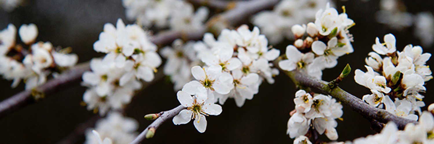 freshairwild's profile banner image