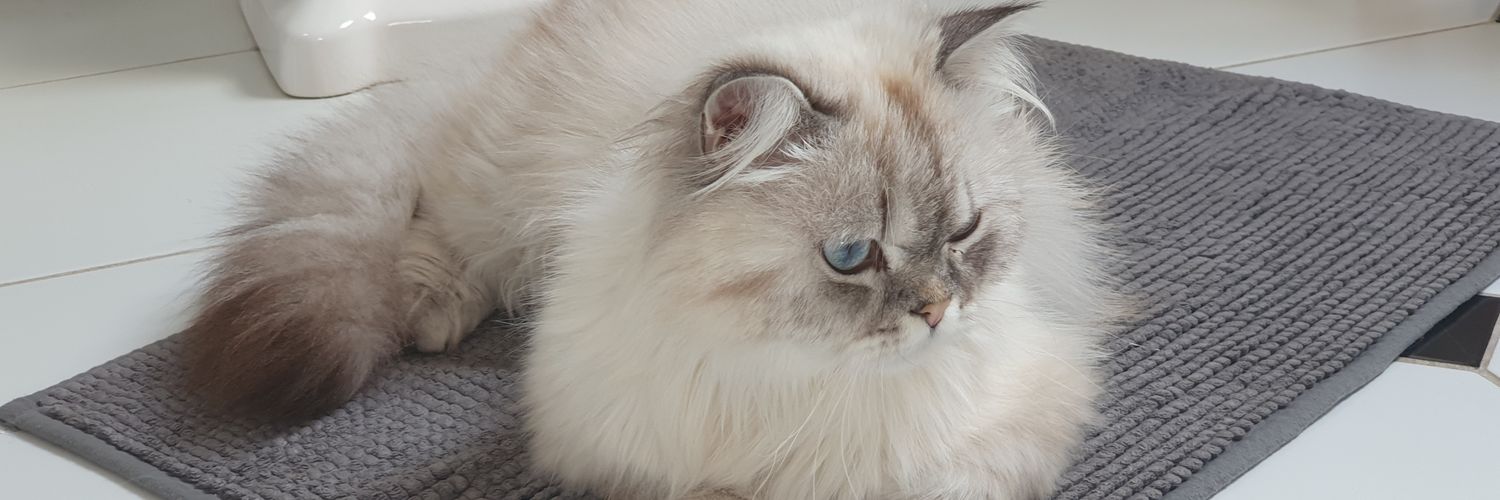 Cyber Meow Cat banner