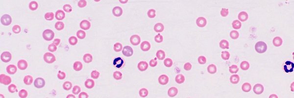 NickScelzi Profile Banner