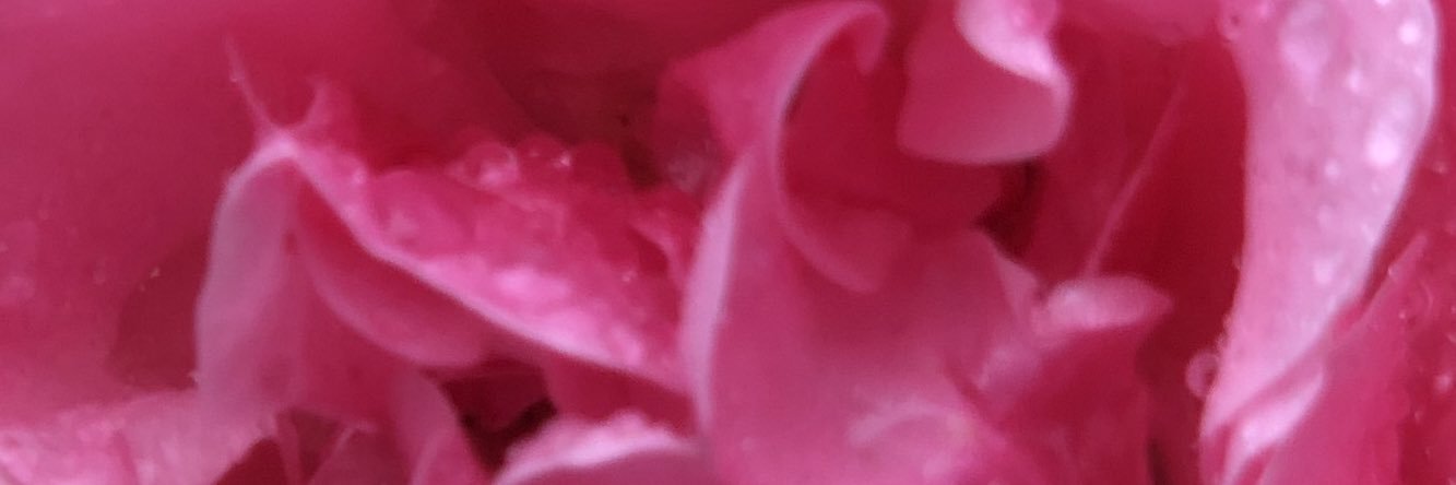 Michelle vianeey🐞🐭 banner
