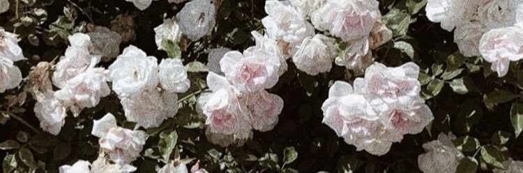 spongiegomez's profile banner image