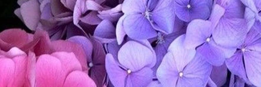 pidypincess's profile banner image