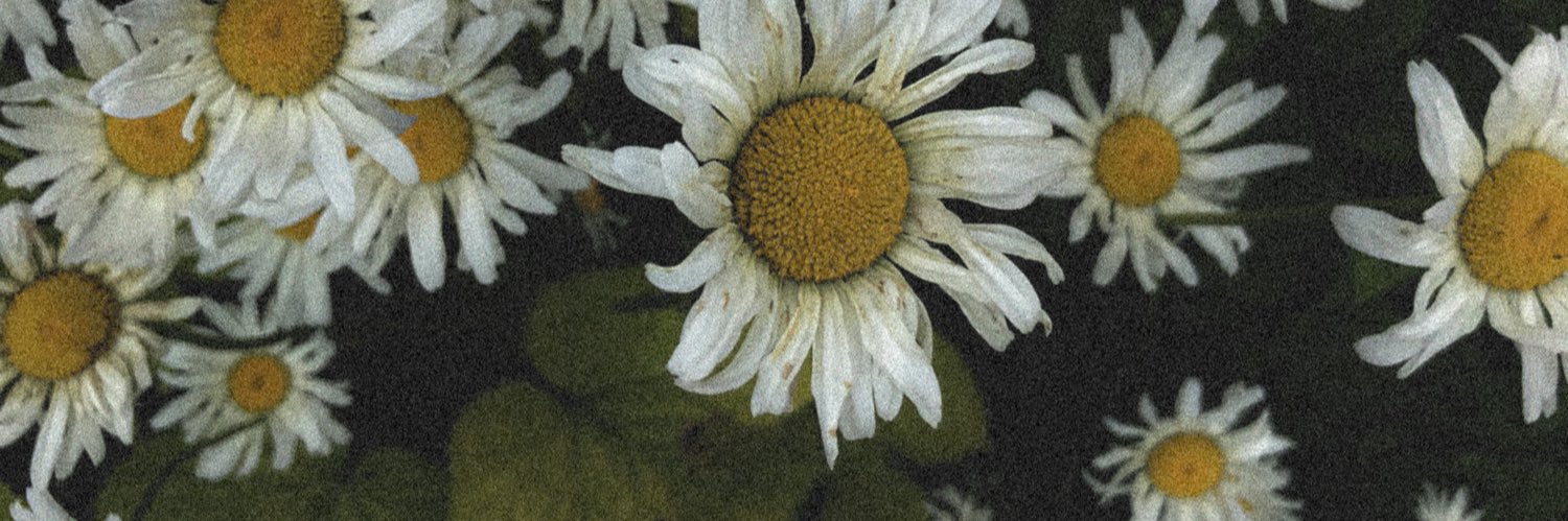 ipeluche's profile banner image
