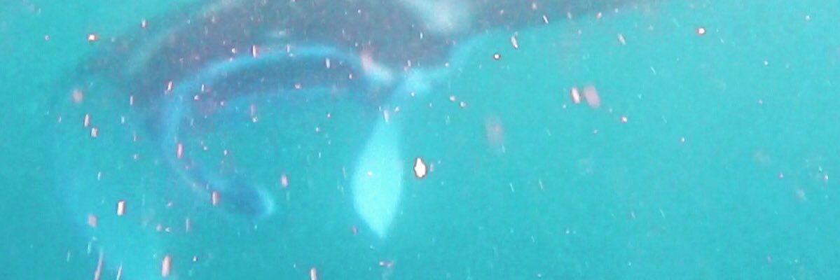 Tinkerbell_'s profile banner image