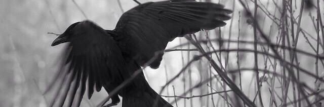 Manolo De León banner