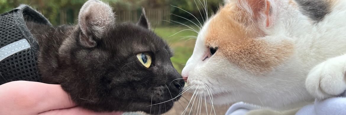 fatfatmillycat's banner