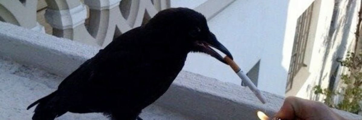 Alex ✃ banner