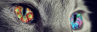 cryptomeow6's profile banner image