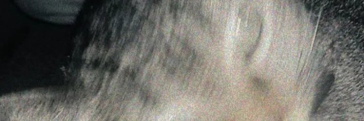 fushy_cat's profile banner image