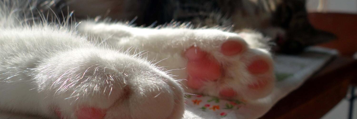 thecatcalledcat's profile banner image