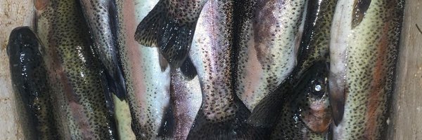 Uttara Fish Profile Banner