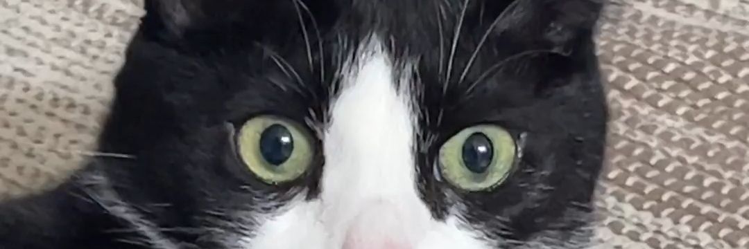 Ugaoth's profile banner image