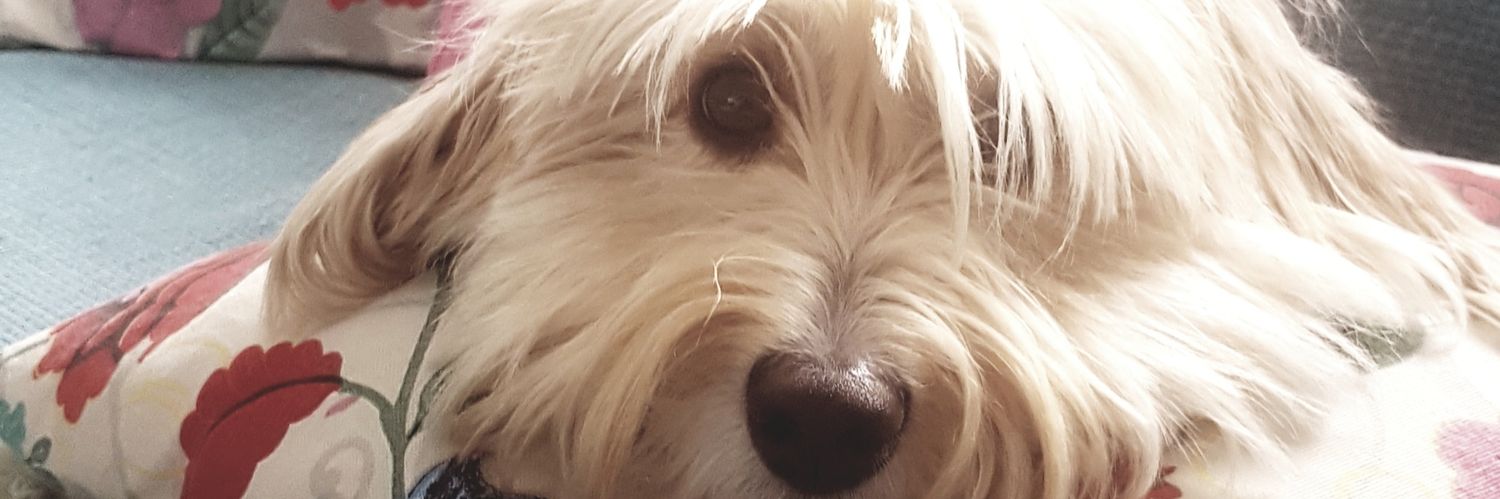 endipteyiz's profile banner image