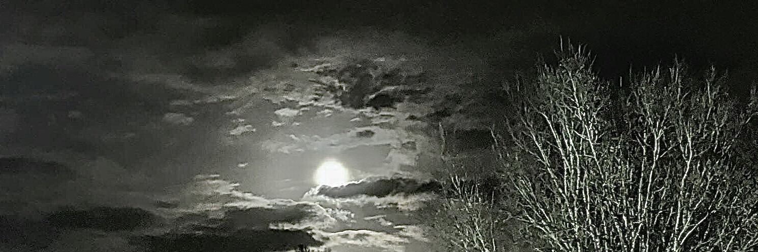 CmurkNFT's profile banner image