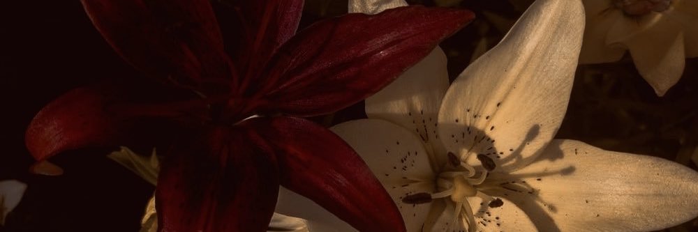 alyeananda's profile banner image