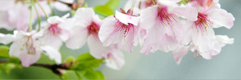 litlbell's profile banner image