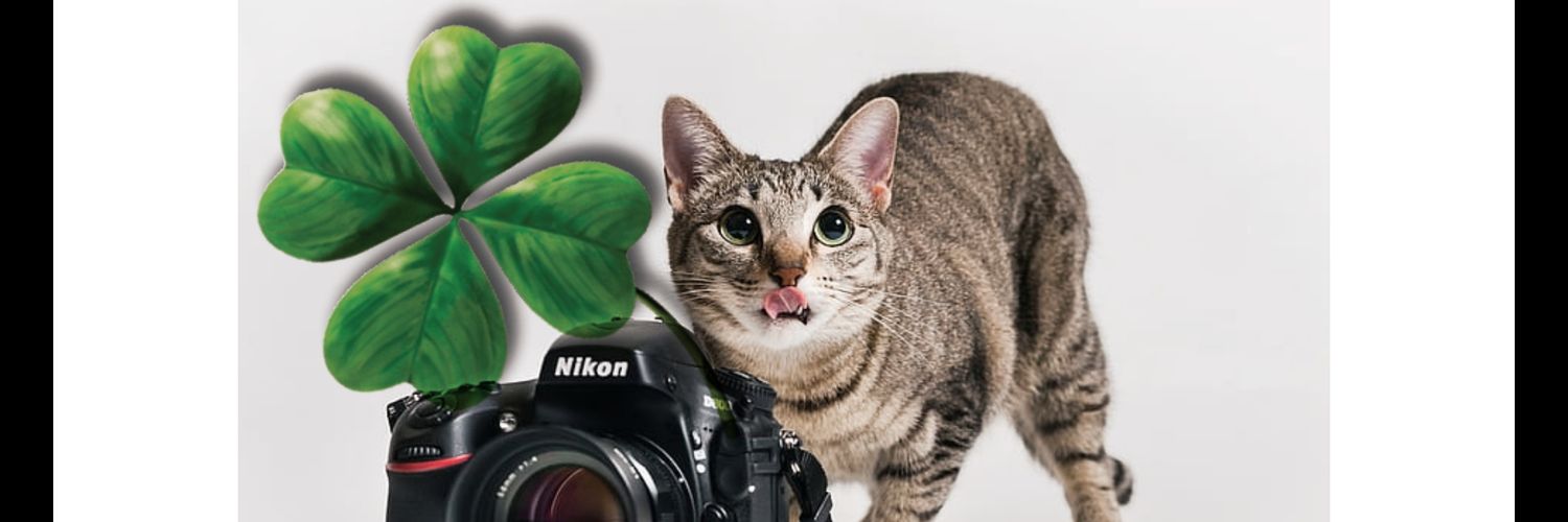 KateFlandez's profile banner image