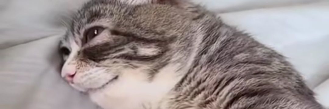 SkySami00's profile banner image