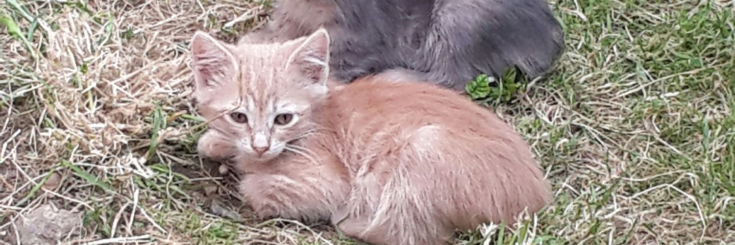 CekenSEMRA's profile banner image