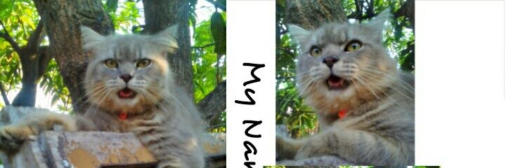 Mutya16_'s profile banner image