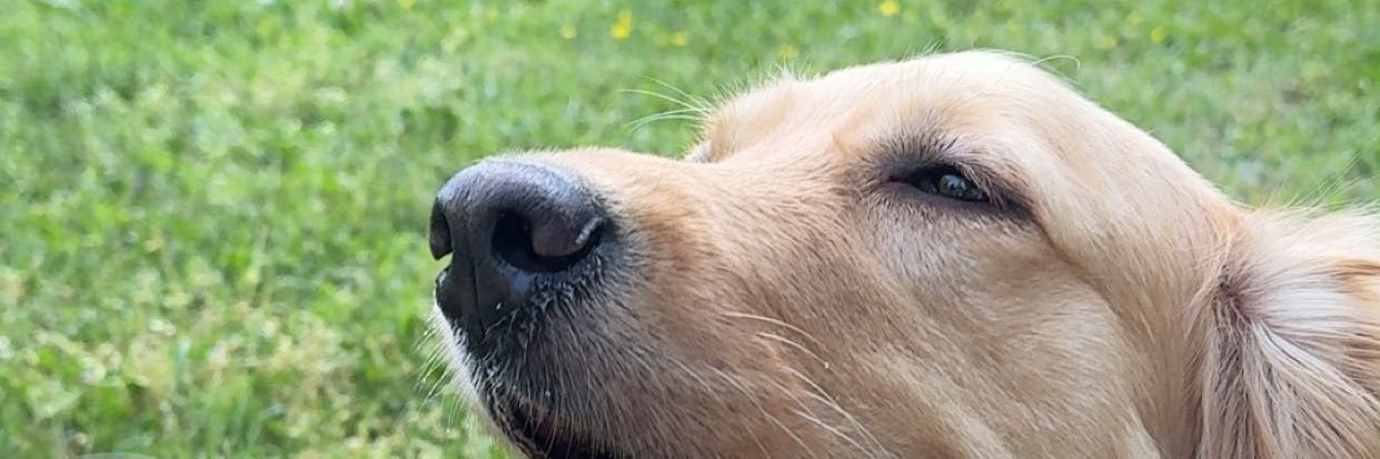 bengusudumlu's profile banner image