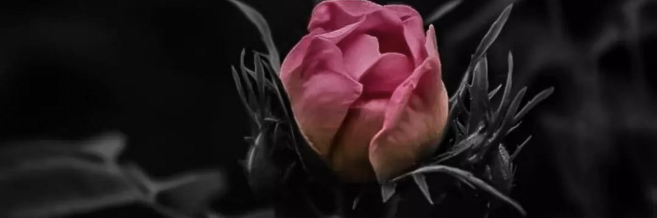 hnoonn28's profile banner image