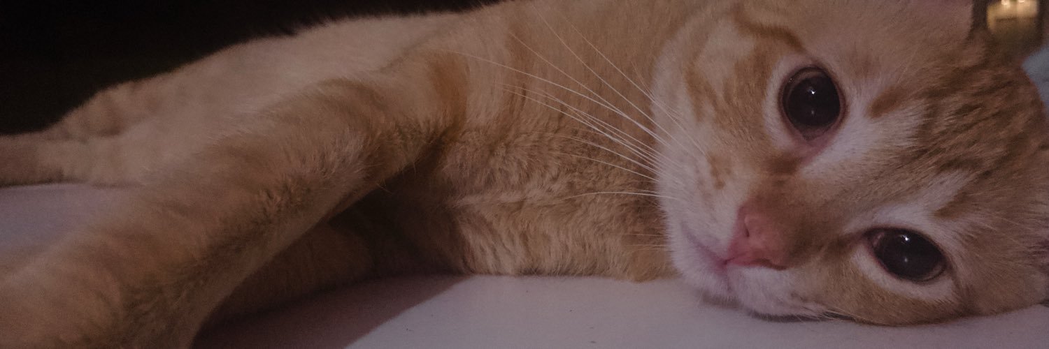 piercingdogrelo's profile banner image