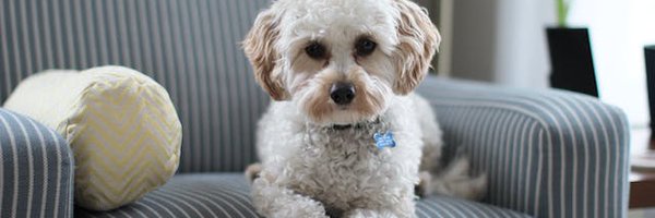 OwnPetz Profile Banner