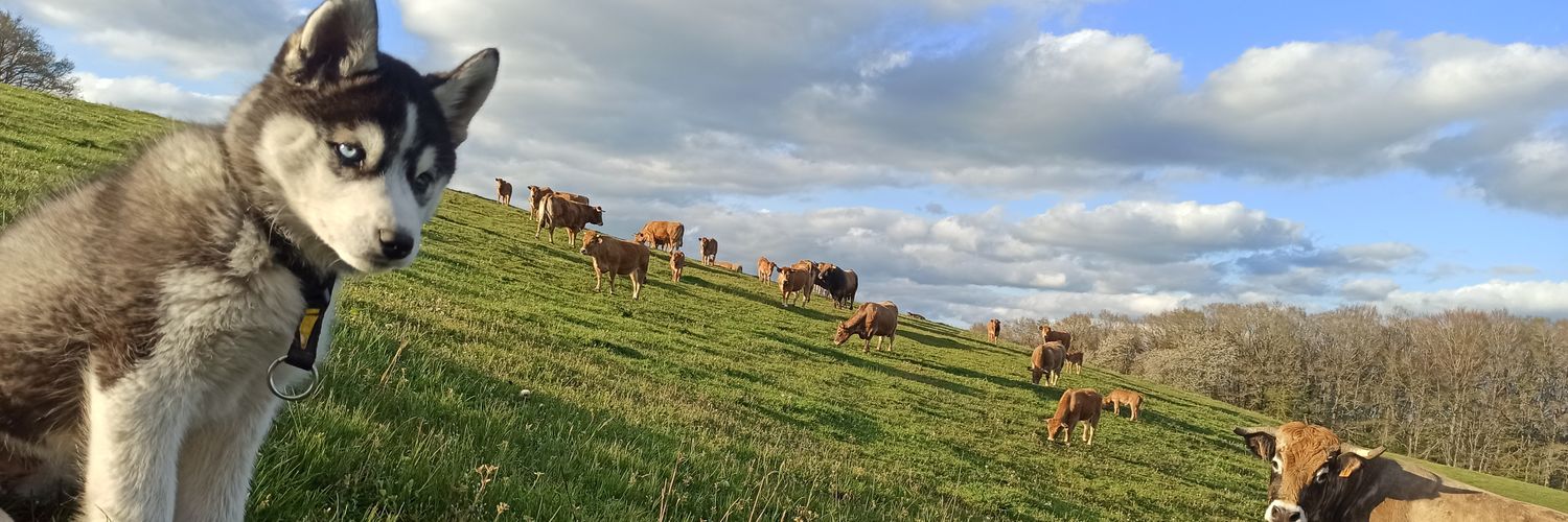 Théo, Futur Éleveur 🐄☘️🐮 banner