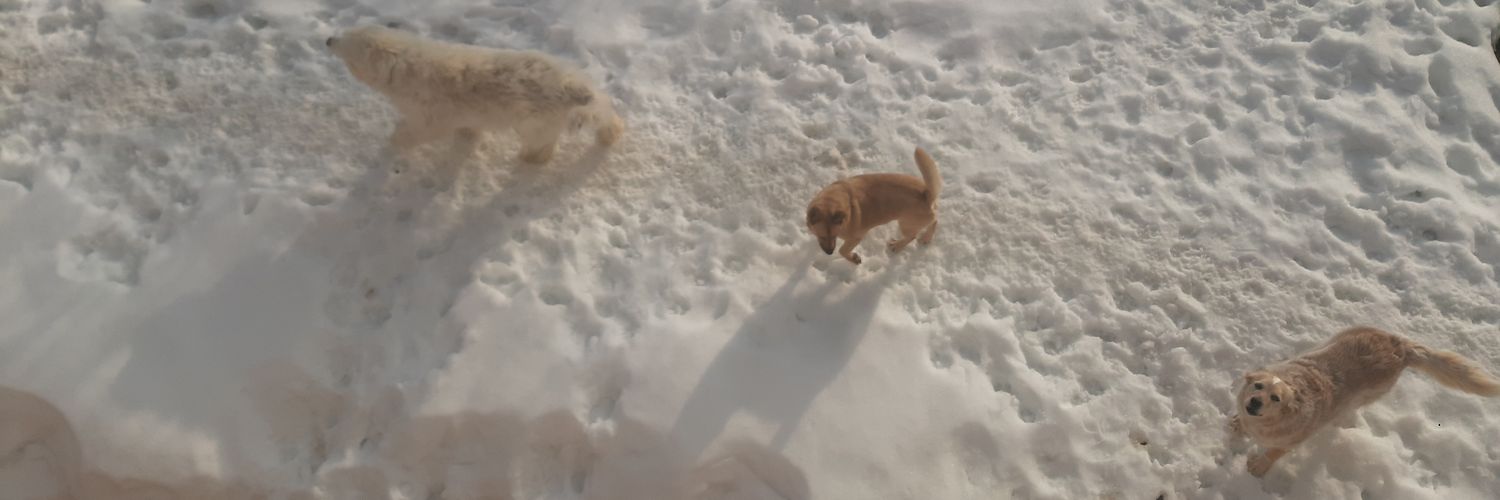 Несладкая Энн banner