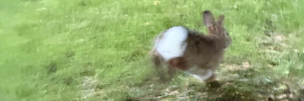 MORGANOPLASTY Profile Banner