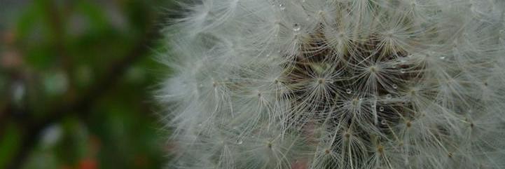 Stepph's profile banner image