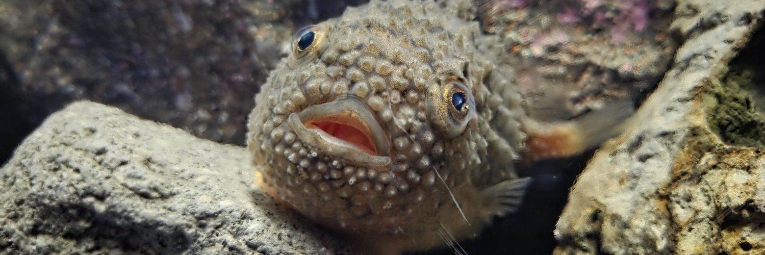 ときめきL banner