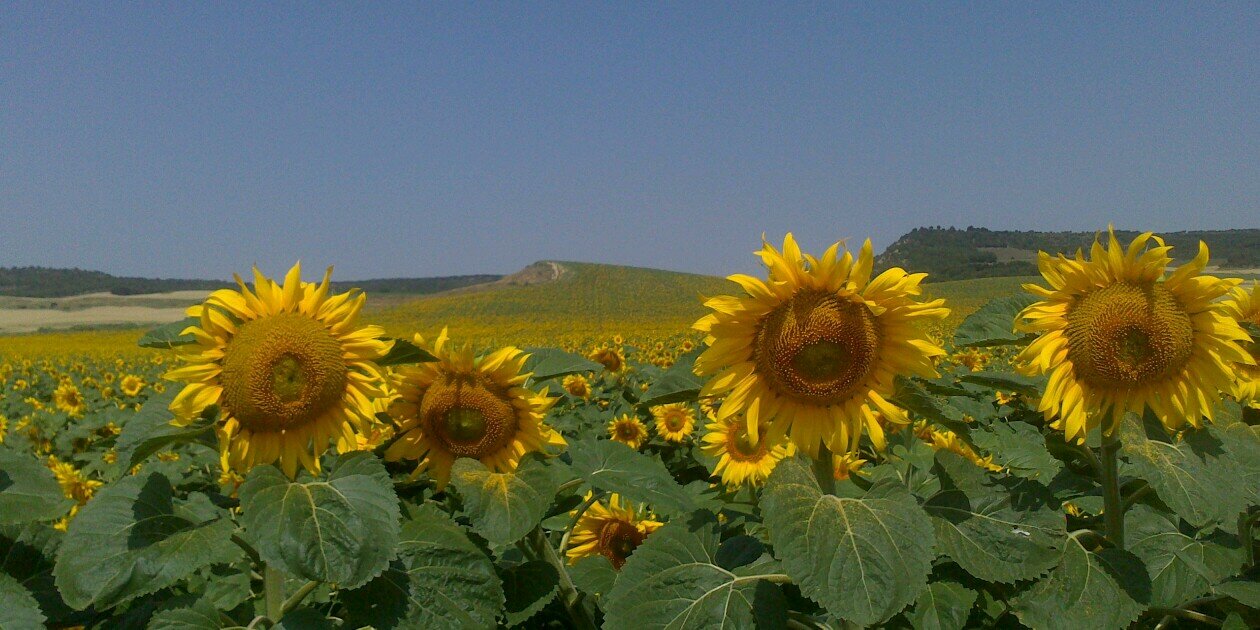 JMBolzoni22's profile banner image