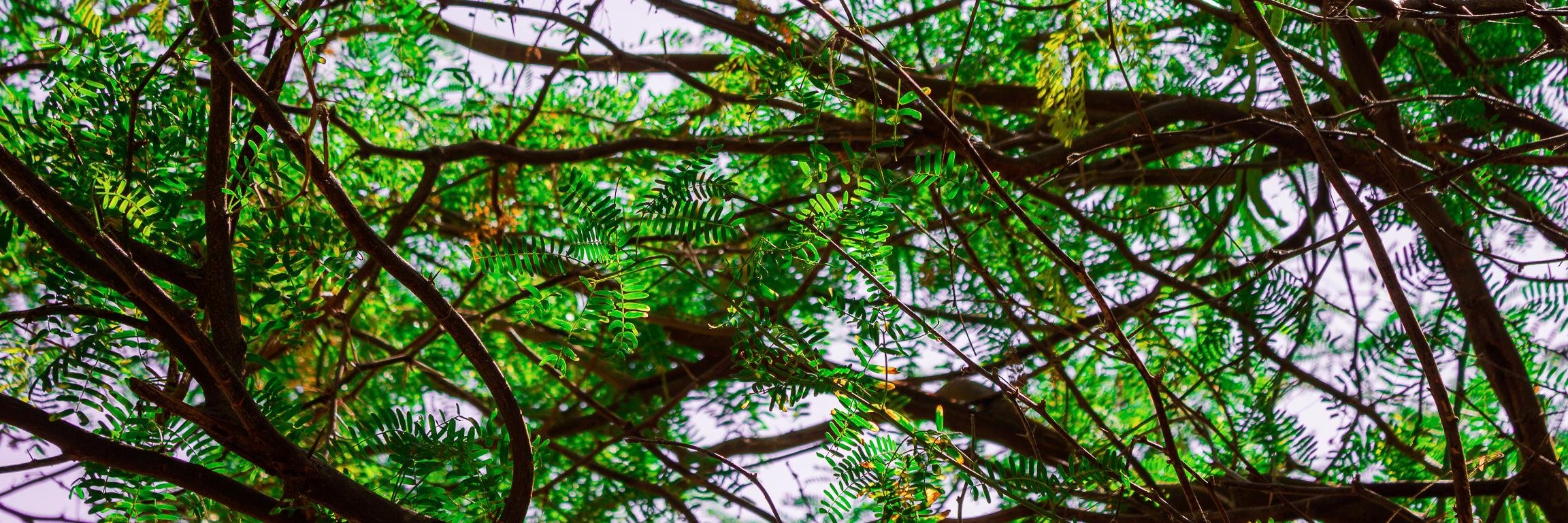 AntawnCampos's profile banner image