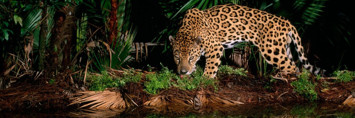 TJaguarClub's profile banner image