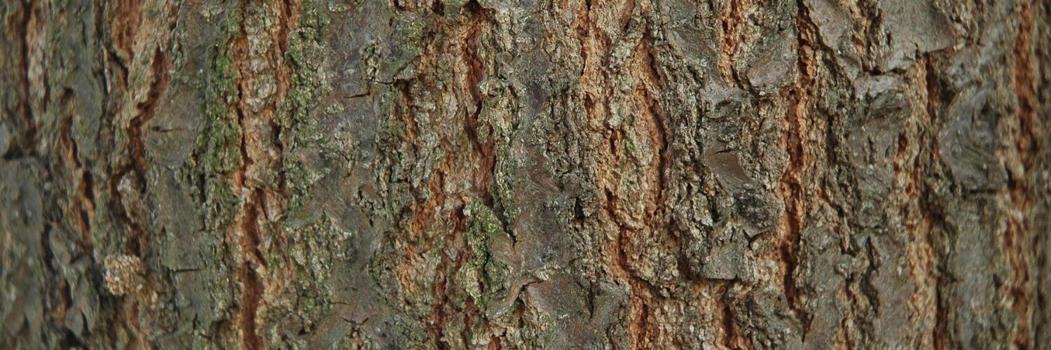 ArnoSkipars's profile banner image