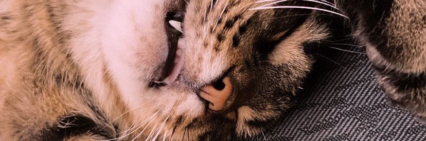 EmiRacca2's profile banner image