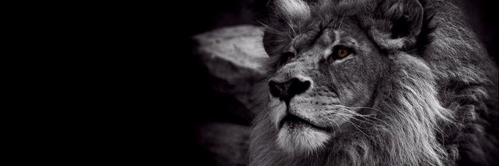SemihLeo's profile banner image