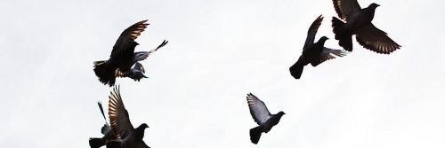 lilymoontp's profile banner image