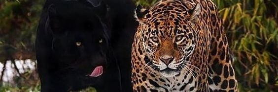 secretdream5's profile banner image